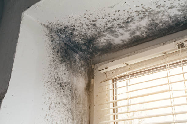 Affordable Mold Removal solutions in Reva, VA